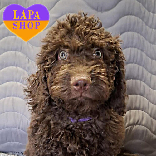 Хлопчик породи іспанський водяний собака коричневого забарвлення Ilusha