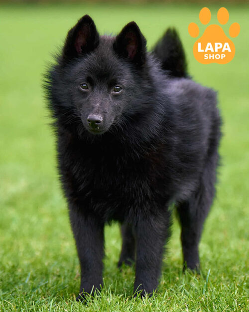 чорний шипперке