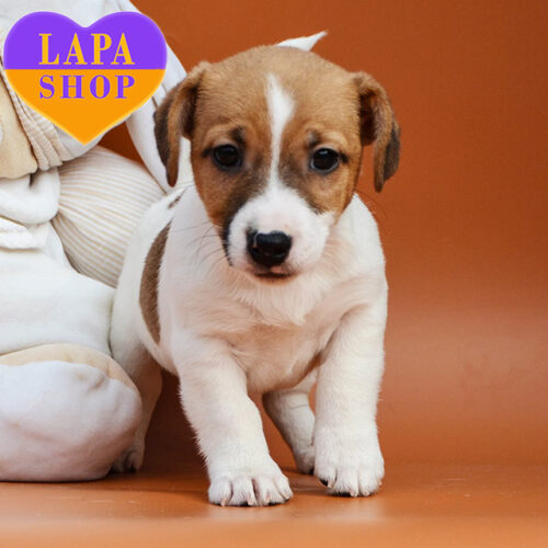 Бело-рыжий красавчик породы джек-рассел-терьер