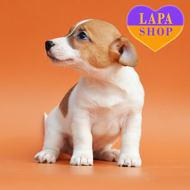 Jack-Russell-Terrier-02