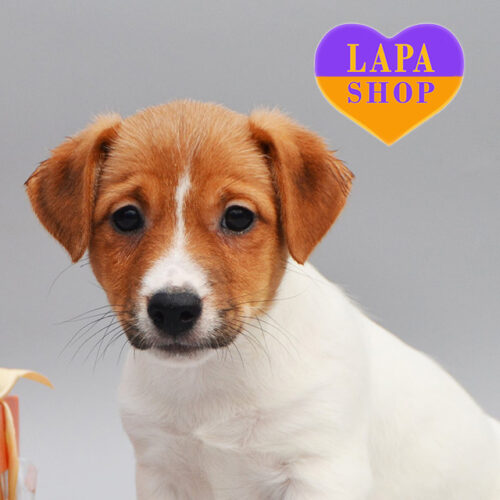 Мальчик породы джек-рассел-терьер бело-рыжего окраса