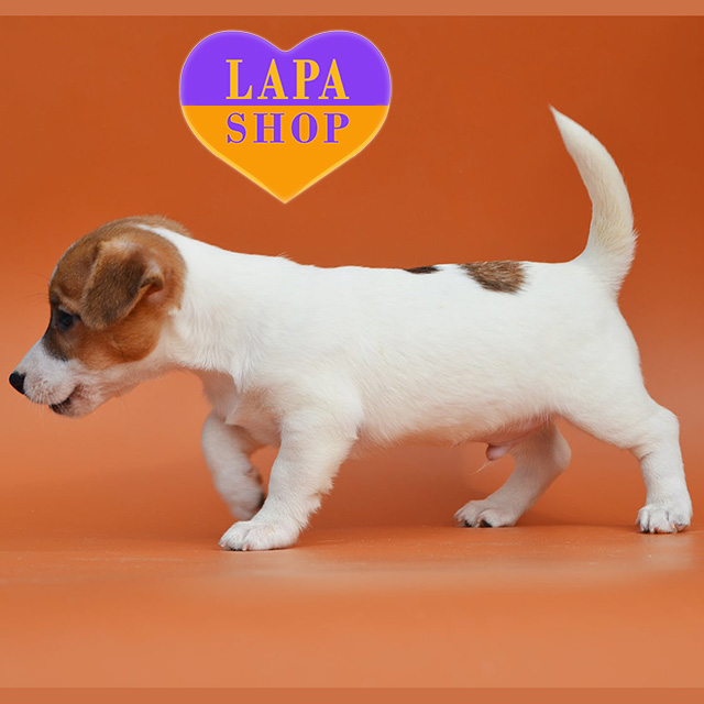 Jack-Russell-Terrier-03