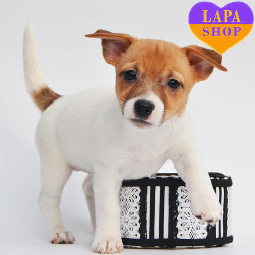 Бело-рыжая девочка породы джек-рассел-терьер