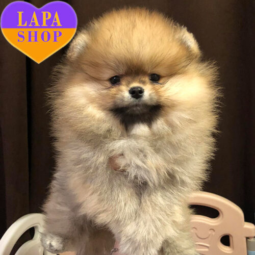 Kasya Magic Tale – девочка породы померанский шпиц