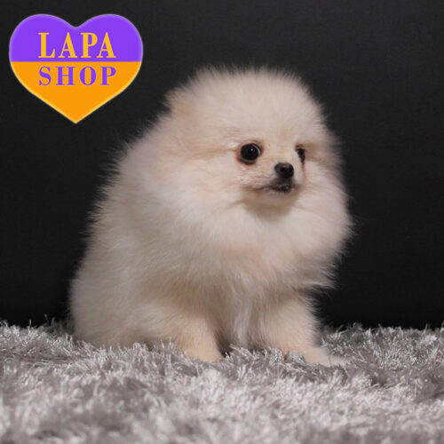 Kenny — Cream Boy of Pomeranian Breed