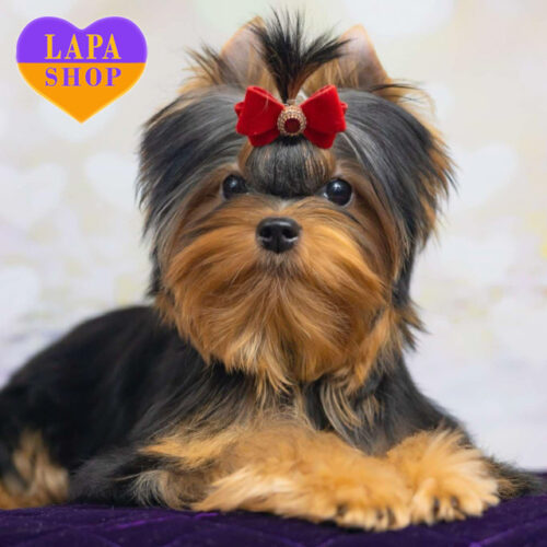 Очаровательный мальчик Kenzo породы йоркширский терьер