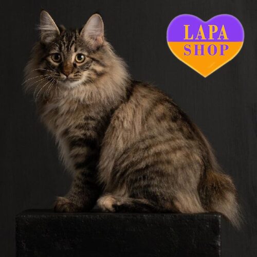 Kurilian Bobtail Beauty in a Tortoiseshell Fur Coat Missandei