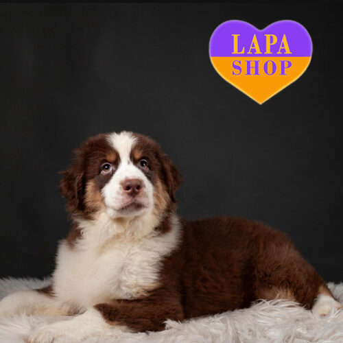 Очаровательный мальчик породы австралийская овчарка Ларсон триколорной окраски