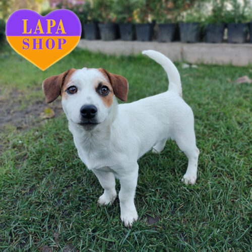 Красуня породи джек-рассел-тер'єр Lavanda чекає на свою родину