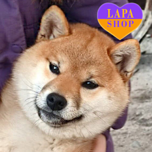 Beautiful Shiba Inu Leia Girl is Waiting for a Family