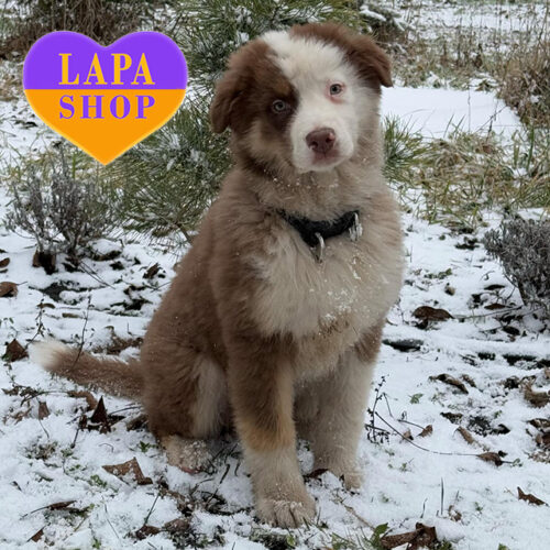 Триколорний хлопчик породи австралійська вівчарка Лелик