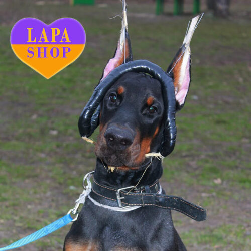 Lester — Black Handsome Doberman