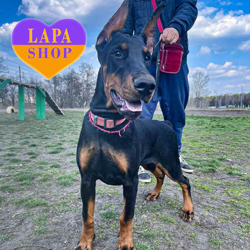 Lora-Queen – леди породы доберман черной окраски