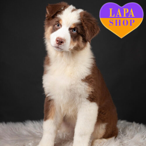 Милая триколорная девочка породы австралийская овчарка Луна