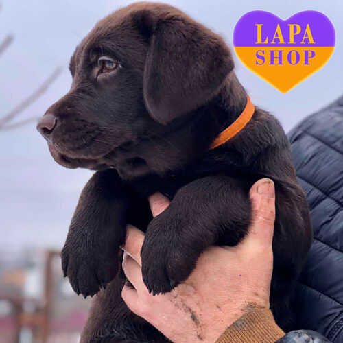 Maisie — Graceful Labrador Retriever Lady