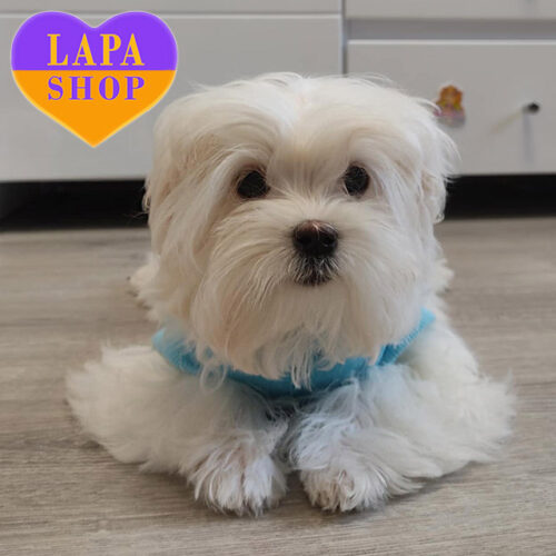 Милый мальчик породы мальтезе белой окраски белой окраски