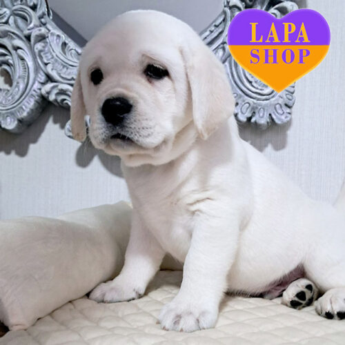 Джентльмен породи лабрадор-ретривер Marley Chosen