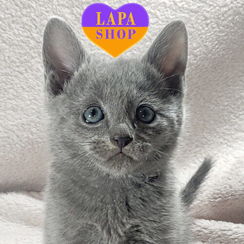 Российский голубой мальчик в роскошной шубке Мартин