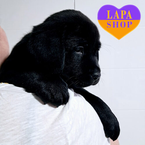 Чорний хлопчик породи лабрадор-ретривер Martin Eden