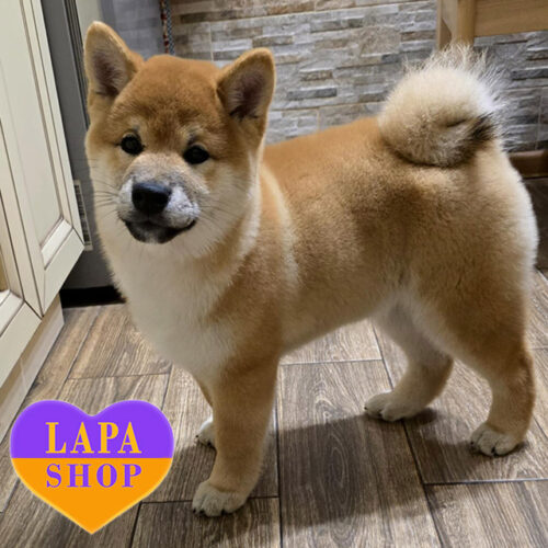 Mayumi — Graceful Red Shiba Inu Girl