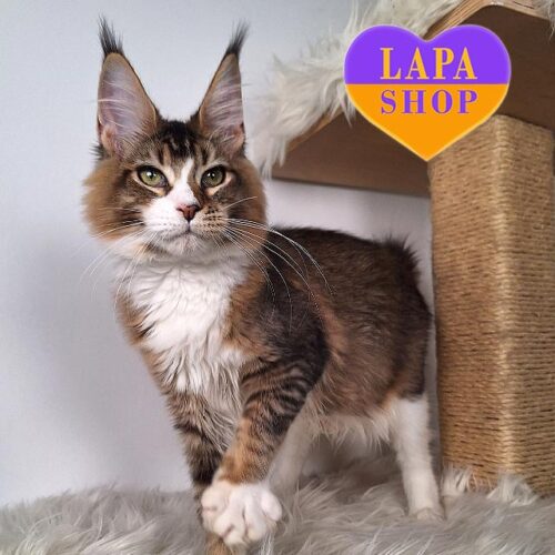 Elegant Maine Coon Show Breed Class Kitty With a Long Ears Alisia — For Breeding