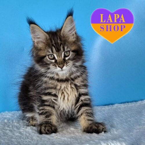 Елегантна кішечка породи мейн-кун в мармуровій шубці Daffy