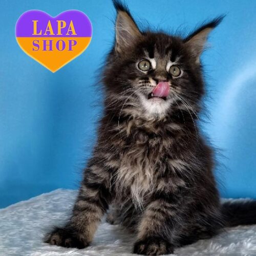 Dasha  — мармурова красуня породи мейн-кун