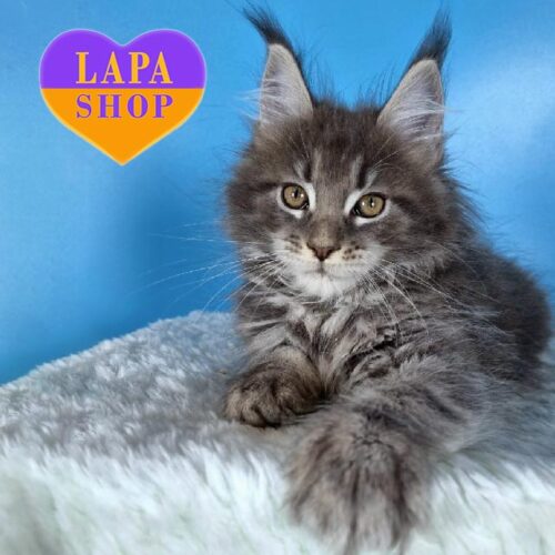 Витончена кішечка породи мейн-кун блакитно-мармурового забарвлення Delta