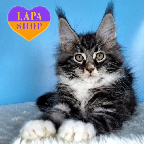 Charming Marble Maine Coon Kitten in White Socks Denis