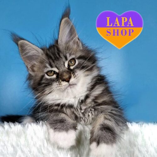 Diva is a Luxurious Maine Coon Kitty in White Socks