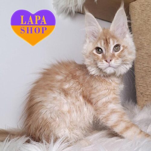 Витончена красуня породи мейн-кун шоу-брід класу ніжного забарвлення Dream — в розведення