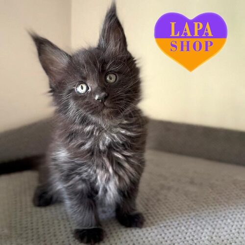 Красавчик породы мейн-кун черного окраса Ferrari