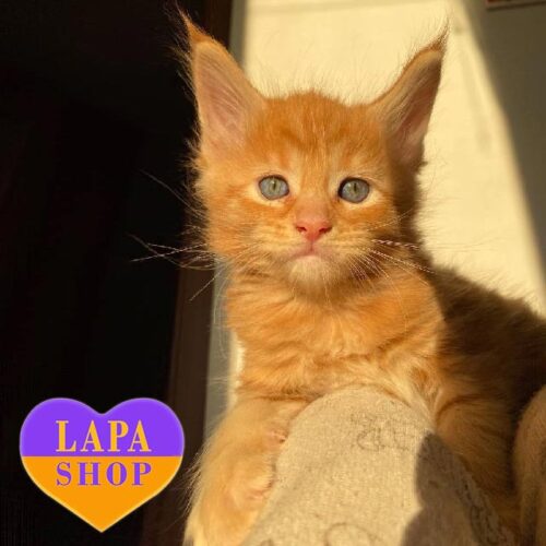 Flavio is a Charismatic Maine Coon in a Bright Red Fur Coat