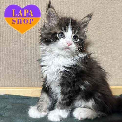 Милая кошечка породы мейн-кун Frida