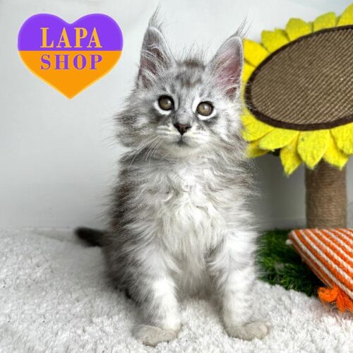 Чарівне кошеня породи мейн-кун в сріблястій шубці Got’ye