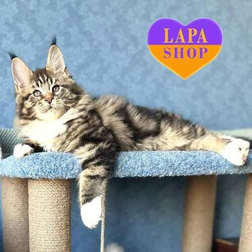 Брутальный мейн-кун с черным мраморным окрасом Han