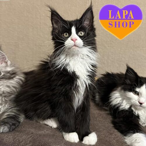 Elegant Maine Coon in a Luxurious Black and White Color Julian