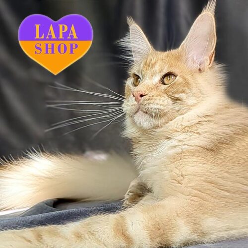 Крупный мейн-кун в роскошной шубке Khal Droho — ваш будущий любимец