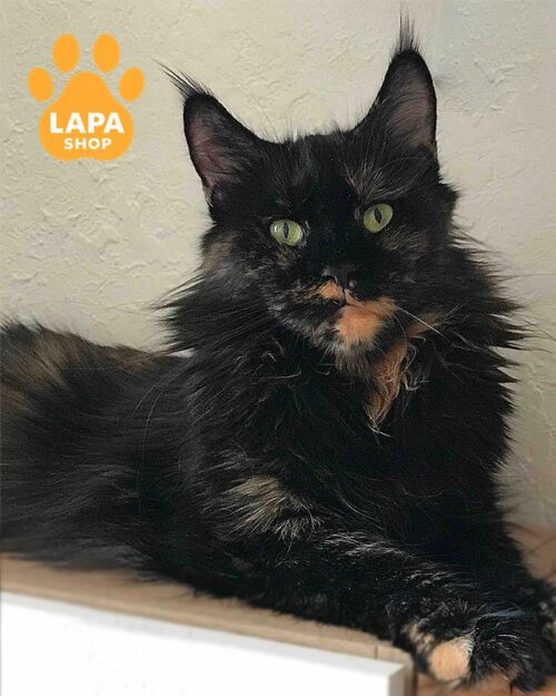 черепахова кішка мейн-кун