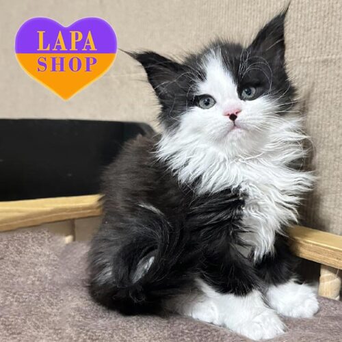 Koko Chanel — изящная леди породы мейн-кун с очаровательным пятнышком на носике <br>