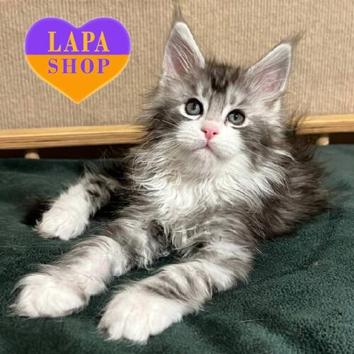 Изысканный котенок породы мейн-кун с очаровательным окрасом Kokos