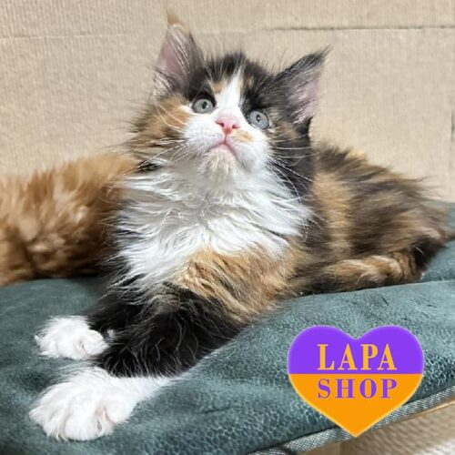 Невероятная кошечка породы мейн-кун с роскошным черепахо-белым окрасом Luna