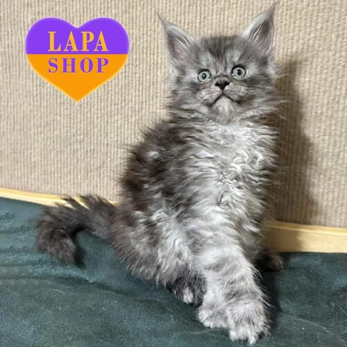 Nichka – грациозная кошечка породы мейн-кун в роскошной дымной шубке