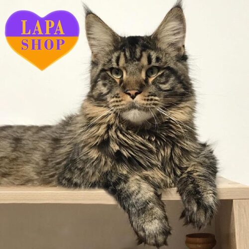 Charismatic Tiger Maine Coon Poison