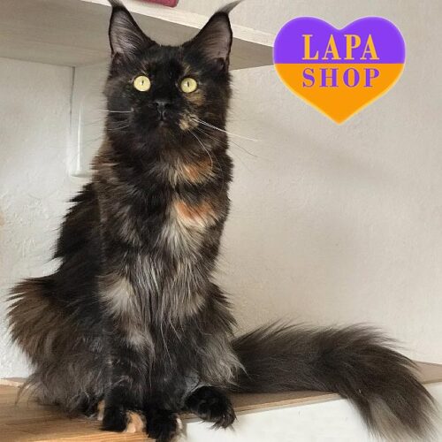 Queen is a Cute Maine Coon Kitty in an Elegant Tortoiseshell Color
