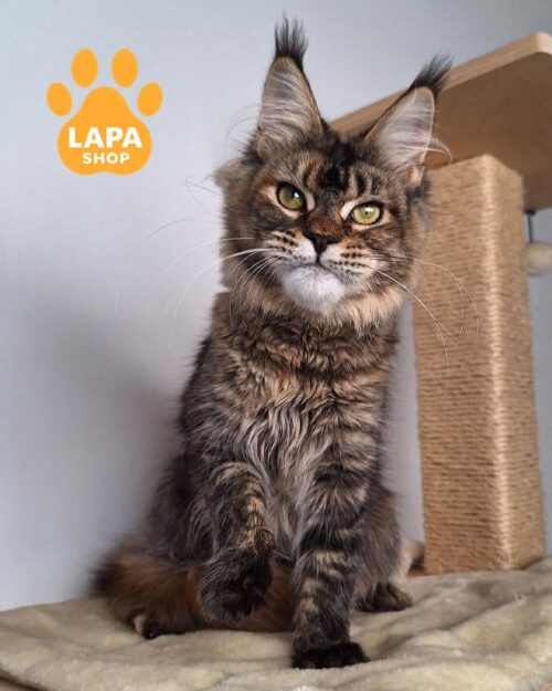 черепахово-плямиста кішка мейн-кун