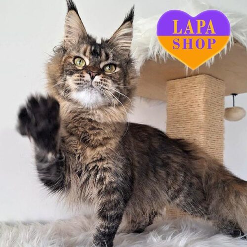 Charming Tortoiseshell Maine Coon Kitty Quiana