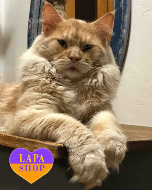 кремово-димний мейн-кун