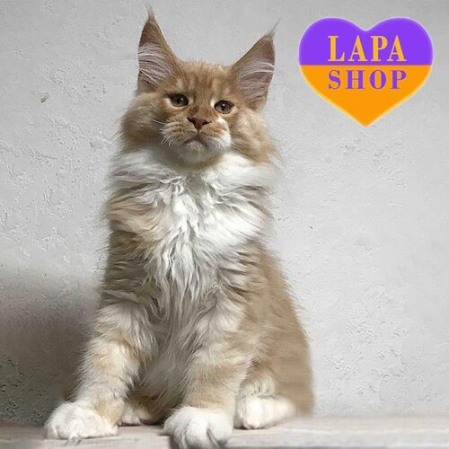 Милый котенок породы мейн-кун Rambo