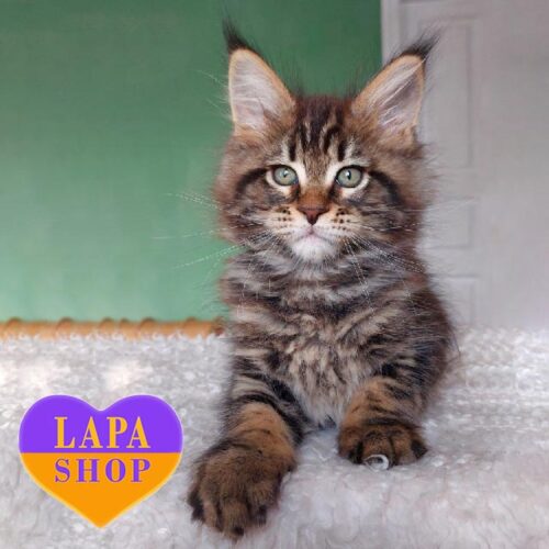 Красавчик породы мейн-кун в мраморной шубке Tyson